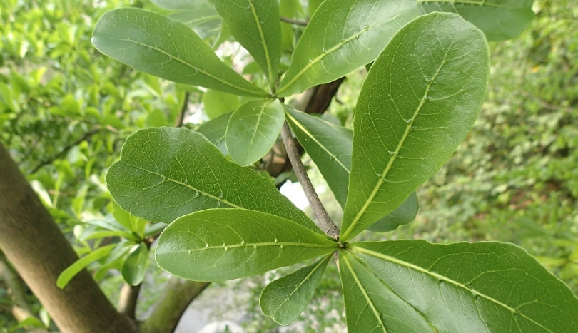 斑葉小葉欖仁 落葉