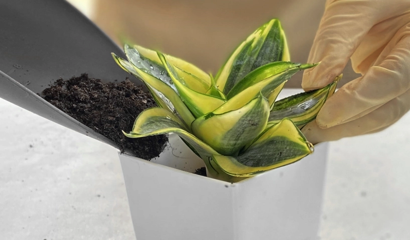 虎尾蘭介質配方