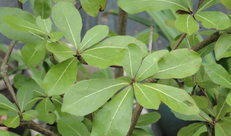 斑葉小葉欖仁全攻略：從選購、養護到全台賞樹景點一次掌握