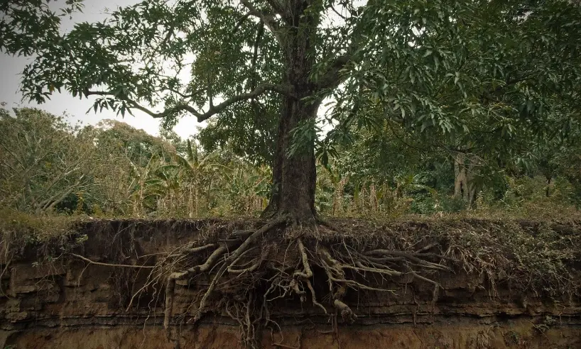 淺根喬木優缺點解析：如何聰明選擇與避開種植地雷？