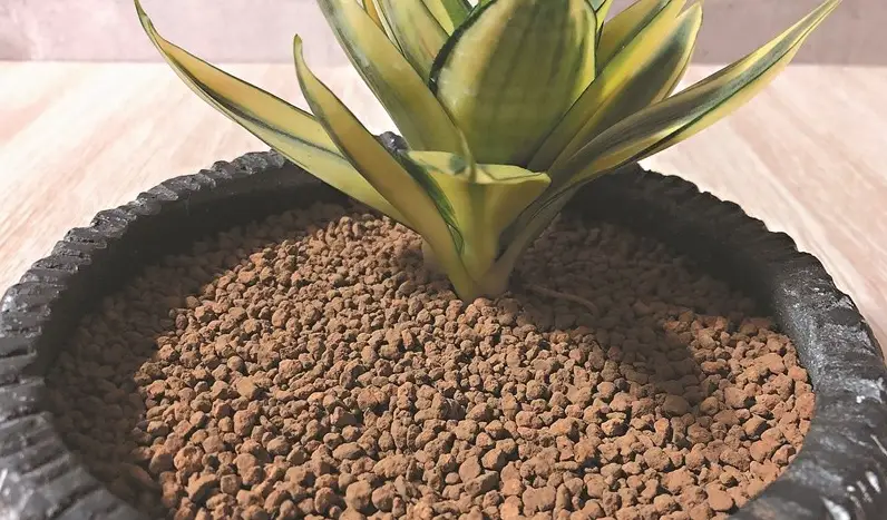 虎尾蘭用土終極指南：從零開始配出完美介質，新手也能養出健康植株