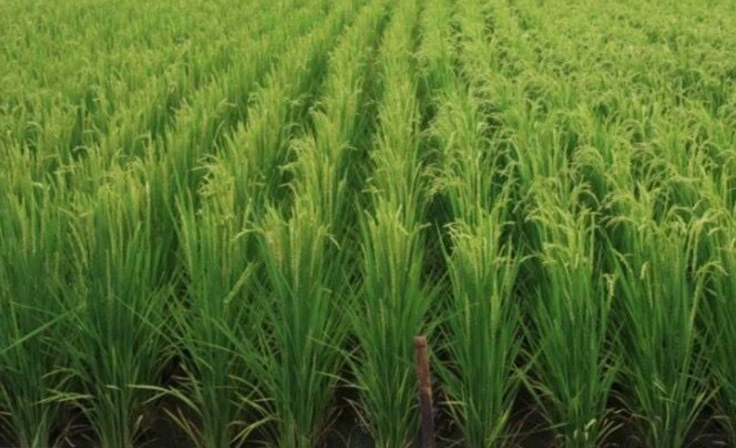 台南11號第二期作栽培管理全攻略：從整地到收穫的田間作業曆