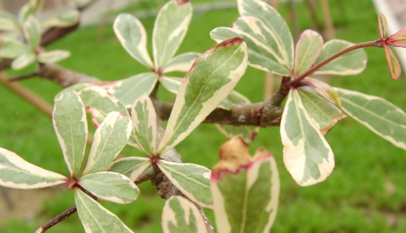 斑葉小葉欖仁 台灣