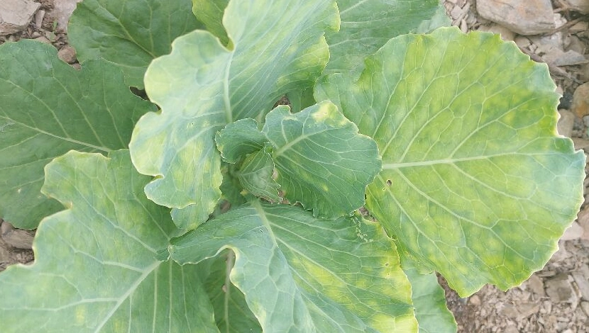 高麗菜葉子發黃