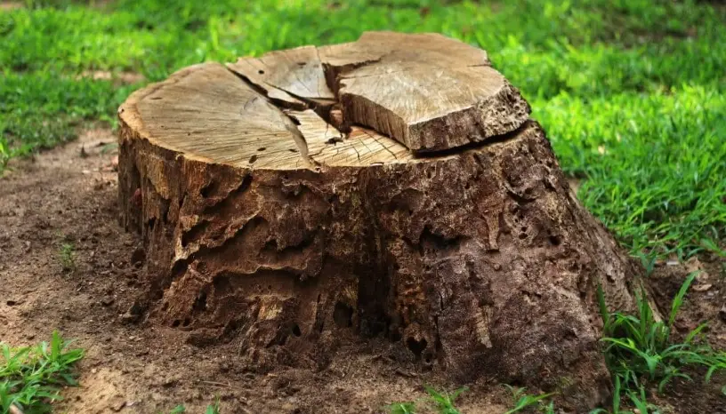 如何讓樹根死亡？安全移除樹根的完整指南與常見錯誤