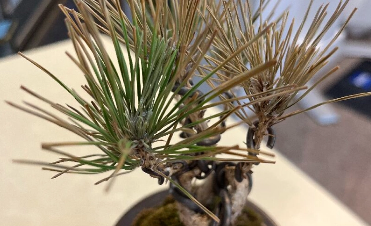 黑松澆水過多怎麼辦？完整搶救指南與預防方法