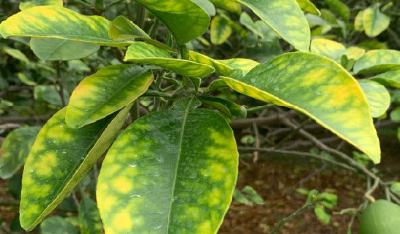 柑橘病害防治全攻略：識別症狀與實用管理技巧