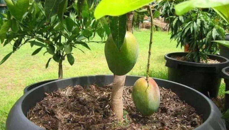 芒果盆栽結果實錄：從開花到採果，陽台族的完整指南