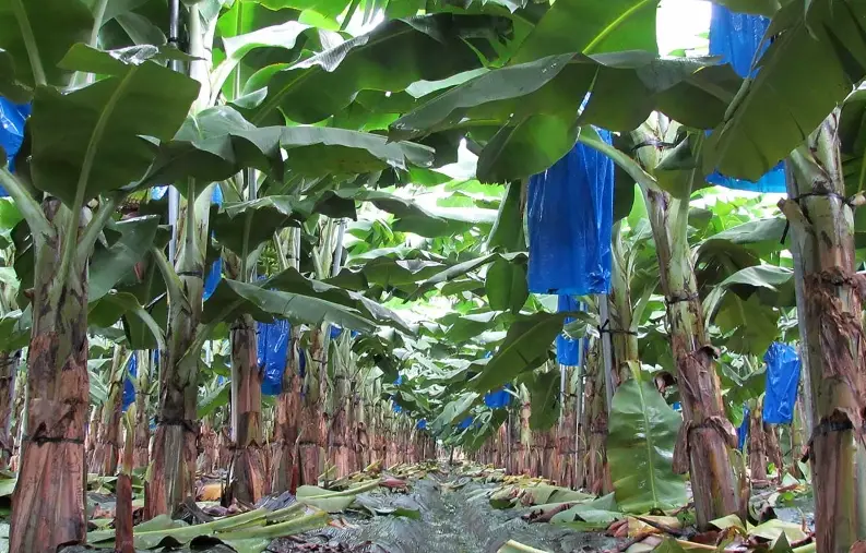 香蕉繁殖方法全攻略：吸芽與分株實用技巧