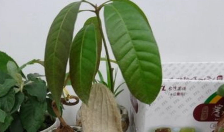 盆栽芒果種植