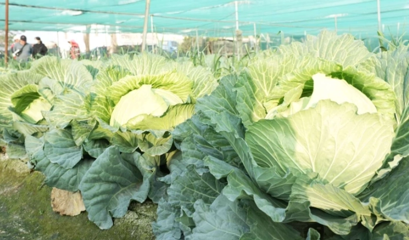 高麗菜種植問題