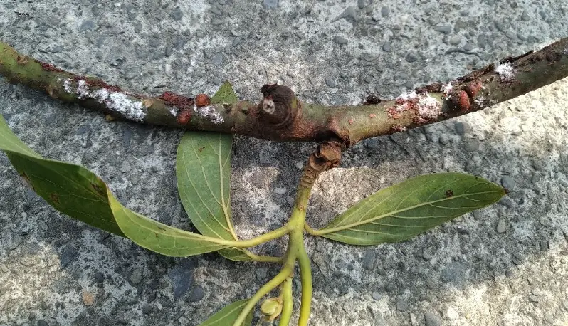 酪梨常見病蟲害全解析：識別、預防與治療實戰指南