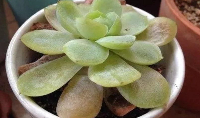 多肉植物爛掉怎麼辦？急救與預防全攻略