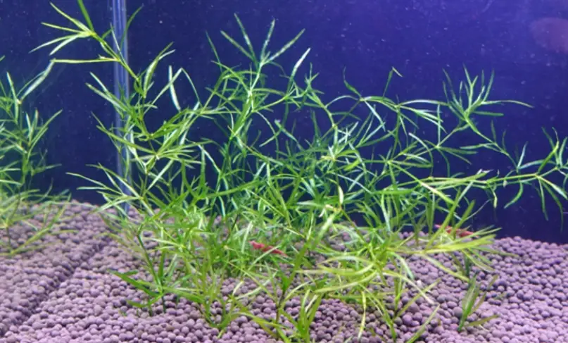 新手必看！10種不用照顧的水草推薦與懶人養護全攻略