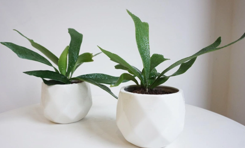 鹿角蕨盆植完整指南：從選盆到上板，打造你的空中森林