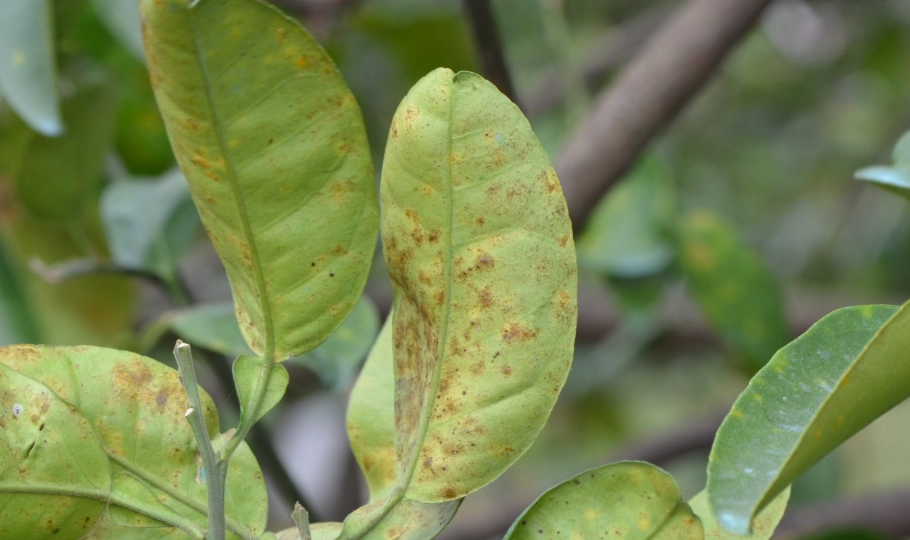 柑橘病蟲害防治