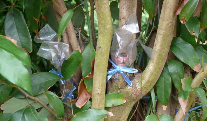 龍眼接枝法全攻略：掌握時機、步驟與高成功率技巧