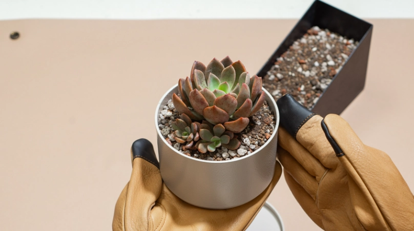 多肉種植教學：新手必學的完整指南與常見錯誤解析