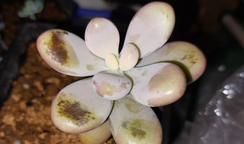 多肉植物爛掉急救