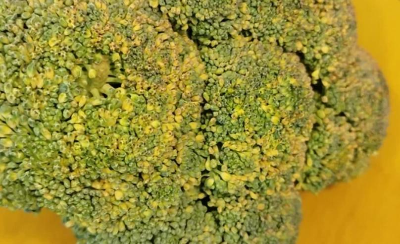 花椰菜變黃原因全解析：從預防到急救的實用指南