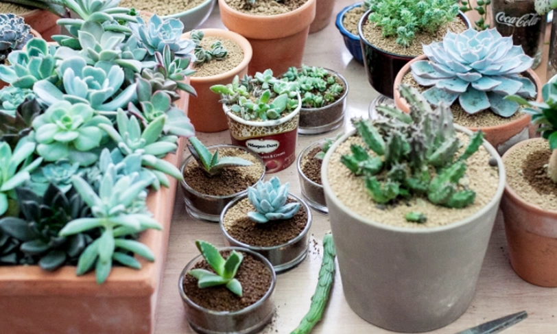 多肉種植