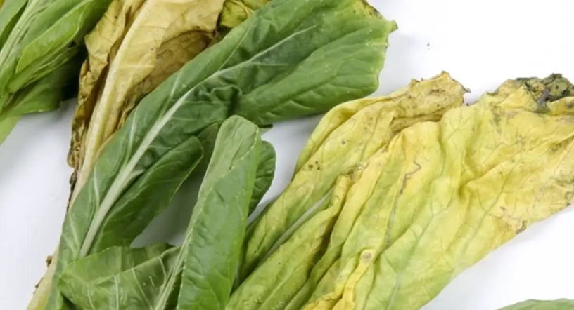 蔬菜變黃可以吃嗎？一張圖秒懂判斷，這幾種情況要果斷丟棄