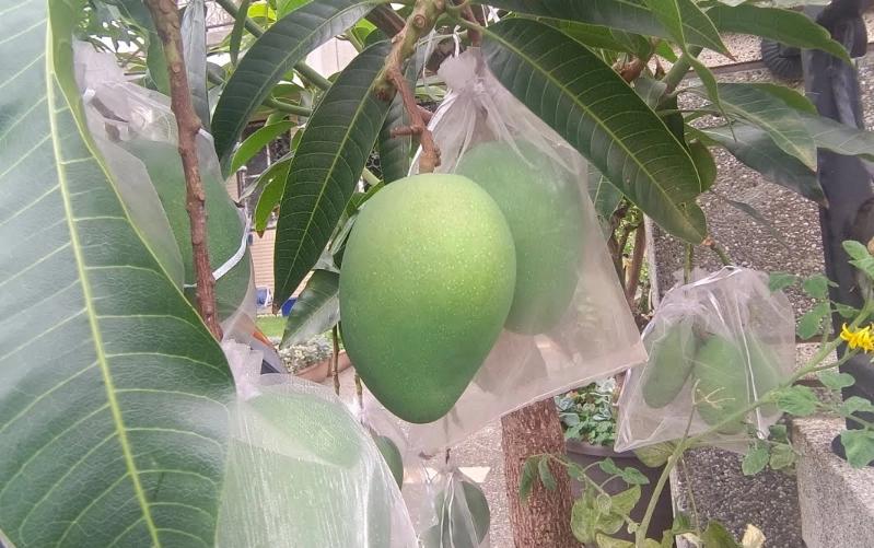盆栽芒果種植
