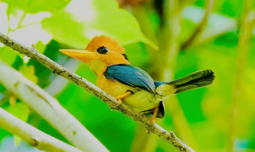 王天堂鳥觀鳥攻略：路線、時機與獨家拍攝技巧