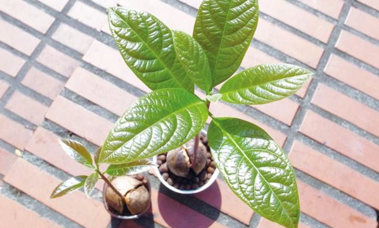 酪梨怎麼種？從選苗到結果的完整指南，新手也能成功收成