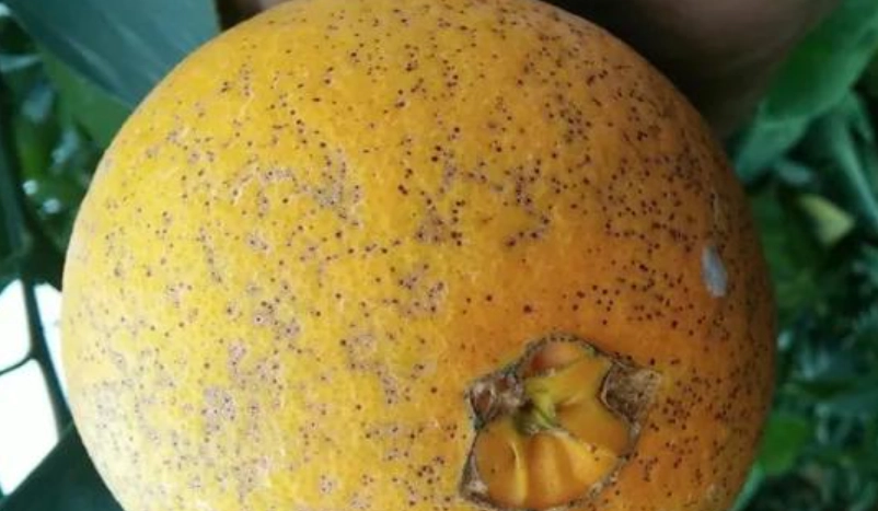 柑橘沙皮病防治全攻略：辨識、成因與無毒管理心法