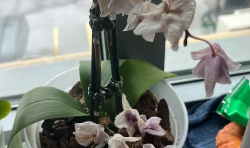 蝴蝶蘭花謝後處理全攻略：從修剪到復花一次搞懂