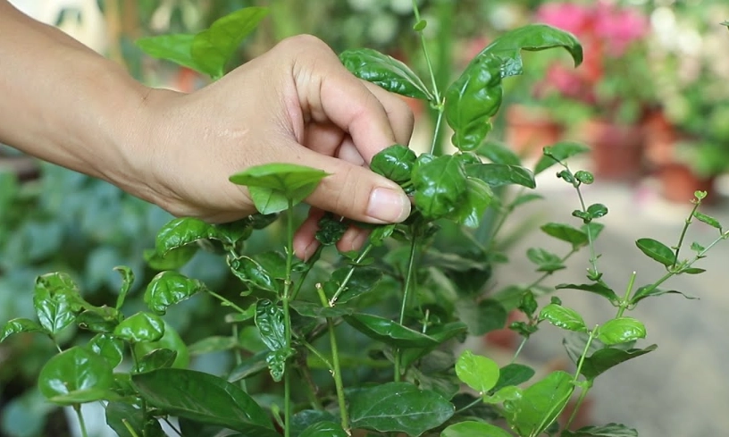 茉莉花葉子捲曲原因