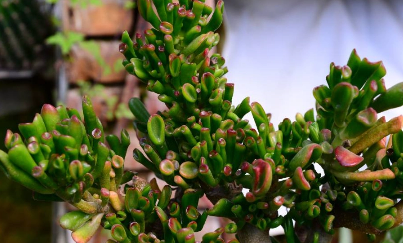 景天屬 多肉植物 照顧
