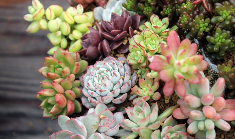 多肉植物繁殖技巧