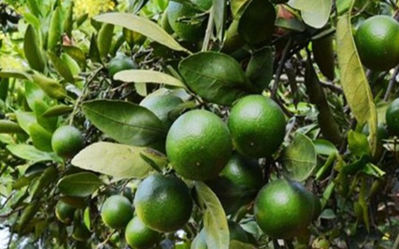 柑橘沙皮病防治 柑橘沙皮病防治