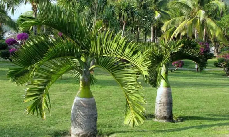 台灣椰子樹品種全攻略：從選種到照顧的實用指南