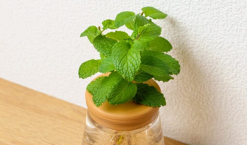 水耕薄荷 水耕薄荷