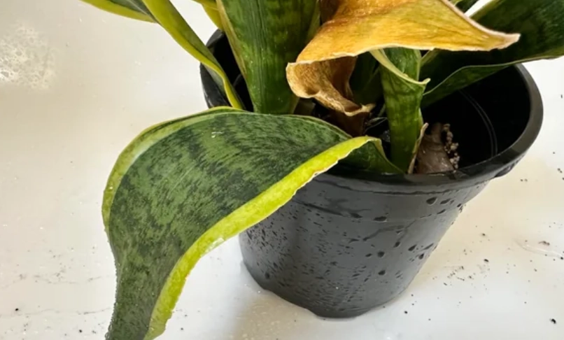 虎尾蘭葉子變黃怎麼辦？先別急著澆水！三大主因與搶救指南