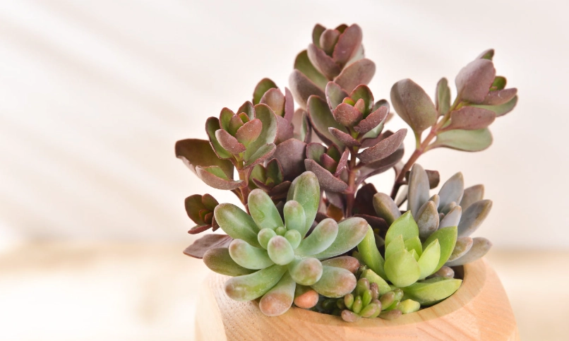 景天屬 多肉植物 照顧