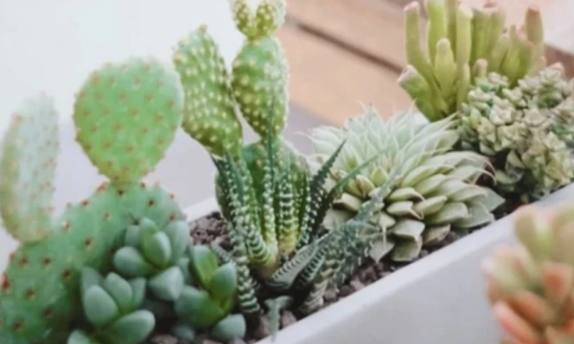 多肉植物推薦