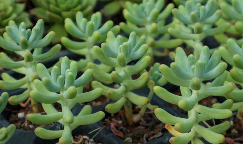 景天科 植物 台灣