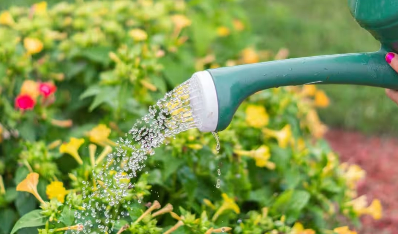 夏天植物降溫 夏天植物降溫