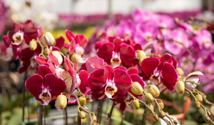 蝴蝶蘭種類 蝴蝶蘭種類