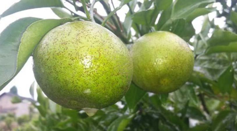柑橘沙皮病症狀 柑橘沙皮病症狀