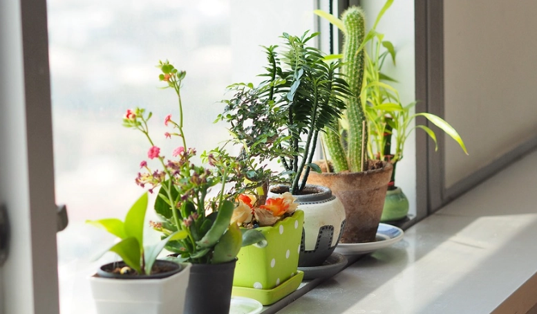 夏天如何幫植物降溫