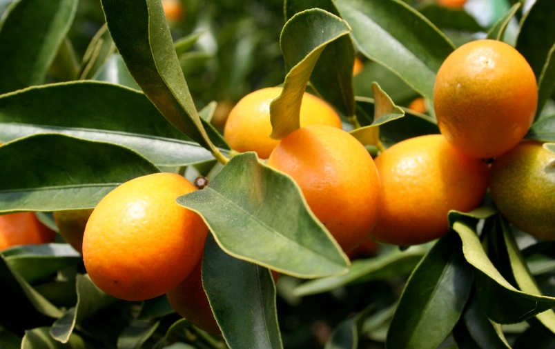 金桔養護 金桔養護