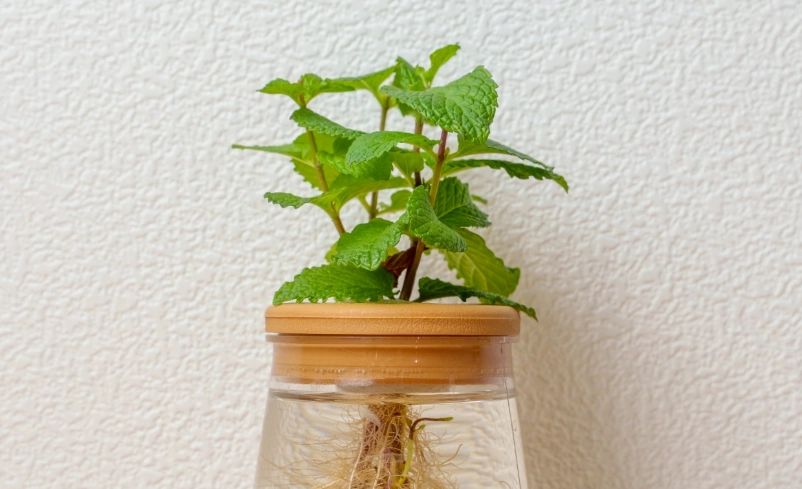 在家水耕種薄荷：新手必學的室內香草栽培指南