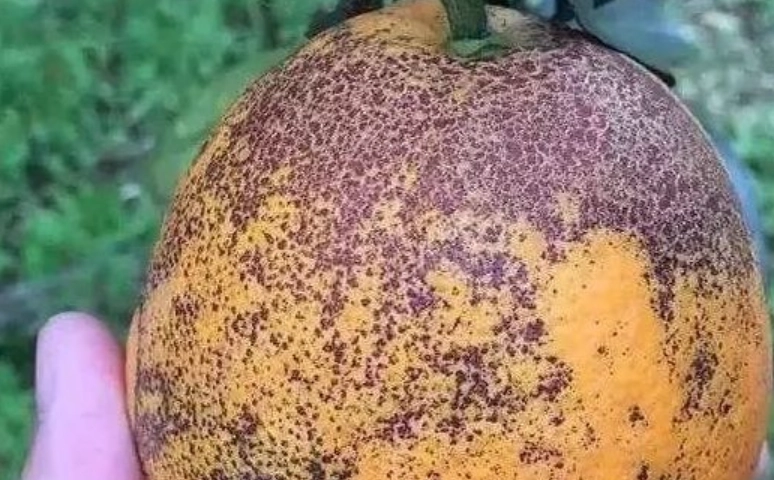 柑橘沙皮病症狀 柑橘沙皮病症狀