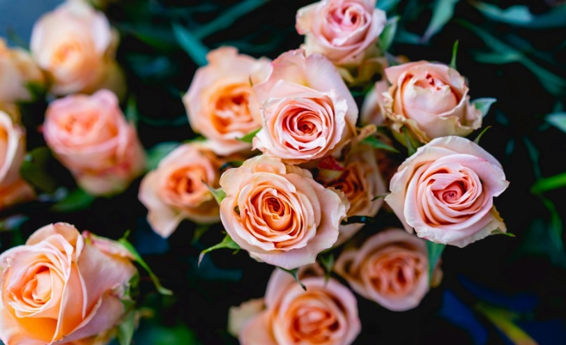 花語大全終極指南：送花不踩雷，用花語說出你的真心話