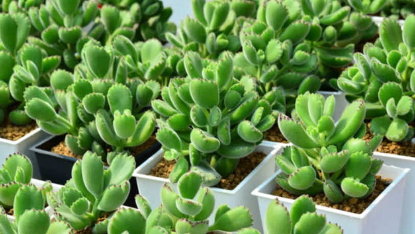 景天科植物有哪些